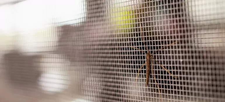 Repair Mosquito Mesh For Windows in West Pensacola, FL